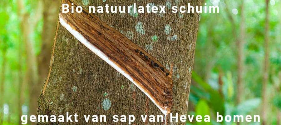 natuurlijk latex schuim sap van bomen Afbeelding van natuurlijk latex schuim sap van bomen